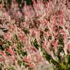 Bloomique - 2er-Set - Salix Integra Flamingo - bunte Weide Produktbild-Vorschau 4