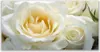 Glasbilder 140x70 Wandbild Druck auf Glas Roses Pflanzen Produktbild-Vorschau 1