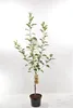 Malus Domestica Benoni 130 cm / 5 Liter Topf- Apfelbaum -  Produktbild-Vorschau 2