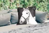 MuchoWow® Outdoor Kissen - Pferd - Halfter - Weiß - 60x60 Produktbild-Vorschau 2