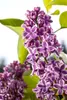 Syringa vulgaris 'Sensation', Flieder, zweifarbig, 60–80 cm Produktbild-Vorschau 2