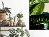 Italienischer Leinwand Leinwandbild - Dieffenbachia (1 Produktbild-Vorschau 2