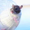 A close-up of a rat peeking out of a transparent plastic hamster ball. Produktbild-Vorschau
