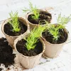 Půda pro jehličnany a kyselomilné rostliny 20 litrů Náhled obrázku produktu 8
