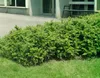 Berberis media 'Parkjuweel', Berberitze, 30–40 cm, Produktbild-Vorschau 1