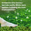 LERAVA® Klee samen [mähfrei] 125m² - Mikroklee Samen für Produktbild-Vorschau 4