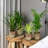 Bloomique - 4er-Mix - Luftreinigende Pflanzen - Dracaena - Produktbild-Vorschau 8