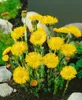 Tussilago farfara, Huflattich, gelb, ca. 9x9 cm Topf Podgląd zdjęcia produktu 1