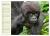 Berggorillas im Herzen Afrikas (Wandkalender 2027 DIN A3 Produktbild-Vorschau 11