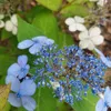 Hortenzie Bluebird 2L Náhled obrázku produktu 1
