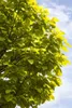 Catalpa bignonioides, Trompetenbaum, 40–60 cm, ca. 12 cm Produktbild-Vorschau 8
