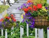 Hanging flower baskets on a white pergola. Náhled obrázku produktu