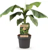 Green boutiQ - Plante fruitière - Musa basjoo - Bananiers - Voir les images du produit 2