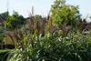 Stauden Gänge 1 x Miscanthus sinensis 'Ferner Osten' im 1 Produktbild-Vorschau 7