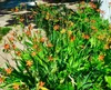 Leopardenblume, Cont. 0,5 l Produktbild-Vorschau 2
