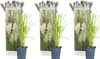 Bloomique - 3er-Set - Cortaderia Selloana - Weißes Produktbild-Vorschau 1
