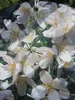 Philadelphus Lemoinei - Duftjasmin - Pfeifenstrauch - Produktbild-Vorschau 1