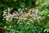 Große Sterndolde, im Topf - Astrantia major Produktbild-Vorschau 8