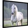 MuchoWow® Gerahmtes Poster Pferd - Licht - Morgen 40x40 cm Produktbild-Vorschau 1