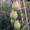 Williams Christbirne Birnenbaum - Buschbaum Topfballen Produktbild-Vorschau 2