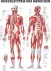 Muskelsystem Poster Anatomie 70x50 cm medizinische Produktbild-Vorschau 1