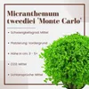 Aquarium Pflanze Micranthemum tweediei Monte Carlo AquaOne Produktbild-Vorschau 3