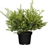 Ilex crenata 'Convexa', Japanische Stechpalme, immergrün, Produktbild-Vorschau 1