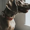 Hunter Halsband Aalborg Special Produktbild-Vorschau 14