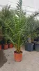 Phoenix Palme XXL Gesamthöhe bis ca. 220 cm Phoenix Produktbild-Vorschau 1