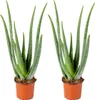 Bloomique - 2er Set - Aloe Vera Pflanze - Zimmerpflanzen - Produktbild-Vorschau 1