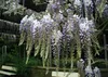 SAFLAX - Blauregen - 4 Samen - Wisteria sinensis Produktbild-Vorschau 6