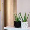 2er-Set Echte Aloe - pflegeleichte Zimmerpflanze, Aloe vera Produktbild-Vorschau 2