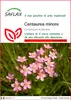 SAFLAX  - Centaurea minore - 250 semi - Centaurium Anteprima dell’immagine prodotto 1