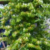 Bloomique - Lonicera Heckrottii Halliana - Chèvrefeuille du Voir les images du produit 5