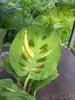 Maranta Leuconeura 'variegata ' env. 30 cm Arrow root - Voir les images du produit 4