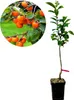 Diospyros kaki 'Cioccolatino' - Sharonfrucht - 2 Liter Topf Produktbild-Vorschau 1