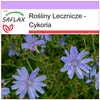 SAFLAX - Cykoria - 250 Nasiona - Cichorium intybus Podgląd zdjęcia produktu 5
