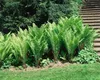 Matteuccia struthiopteris, Straußenfarn, 30–40 cm Produktbild-Vorschau 11