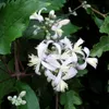 A close-up view of a cluster of white and pale purple clematis flowers with yellow stamens, surrounded by dark green leaves. Produktbild-Vorschau