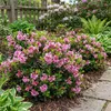 Bloomique - Lot de 2 - Rhododendron Bloombux Magenta - Voir les images du produit 2