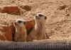 Erdmännchen - Kleine Wächter, große Abenteuer! - 2027 - Produktbild-Vorschau 7
