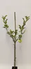 A young apple tree with one apple, supported by a stake, against a plain background. Produktbild-Vorschau