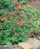 Aquilegia canadensis, Akelei, rot-gelb, ca. 9x9 cm Topf Produktbild-Vorschau 7