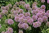 Stauden Gänge 1 x Allium ‚Millenium' im 1 Liter Topf - Produktbild-Vorschau 4