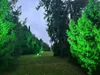 A pathway through a garden at dusk, illuminated by green LED lights. Tall trees line the path, with the grass and lower foliage glowing green. Produktbild-Vorschau