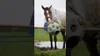Excellent Horse Feed & Play Ball schwarz Produktbild-Vorschau 3