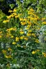 Rudbeckia maxima, Riesen-Sonnenhut, gelb, ca. 9x9 cm Topf Produktbild-Vorschau 3
