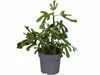 Dwergvijg Little Miss Figgy, geleverd in een pot van 3 Productafbeelding-voorbeeld 4