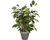 Umělá rostlina březový fíkus Ficus natasja Ø 30 H 40 cm Náhled obrázku produktu 1