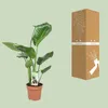Stromová strelice Strelitzia Nicolai - obrí bílá rajská Náhled obrázku produktu 3